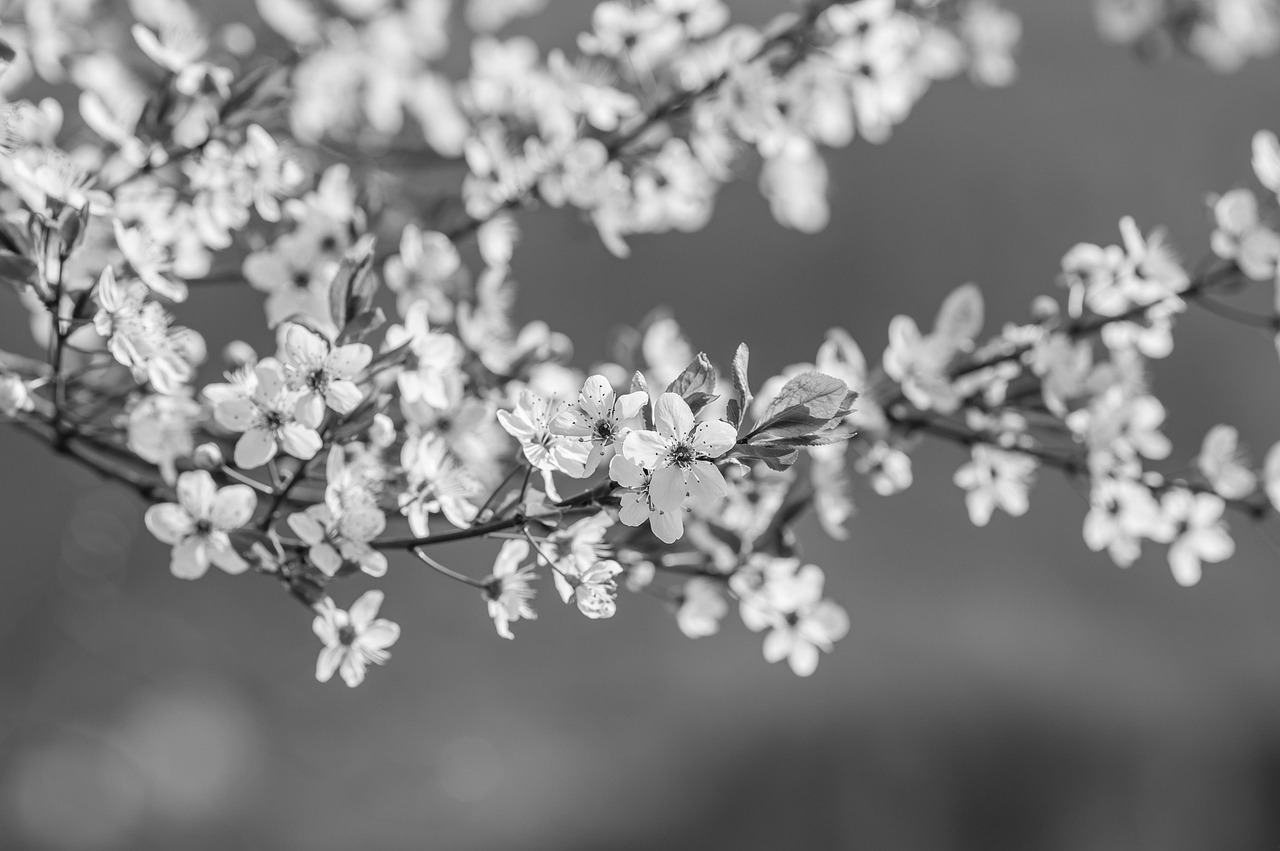 Grayscale Preview